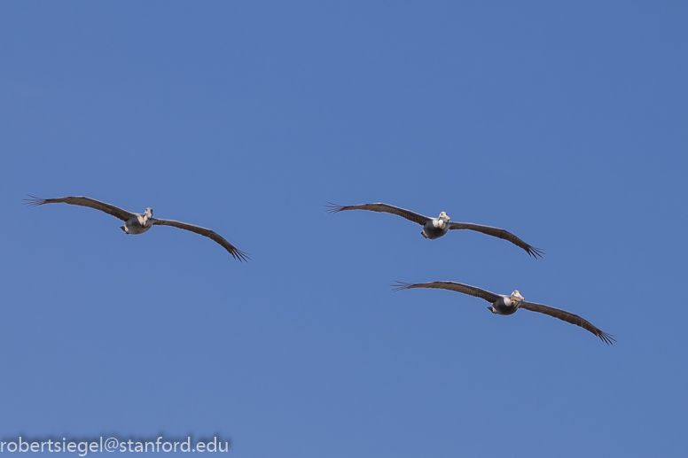 3 pelicans 